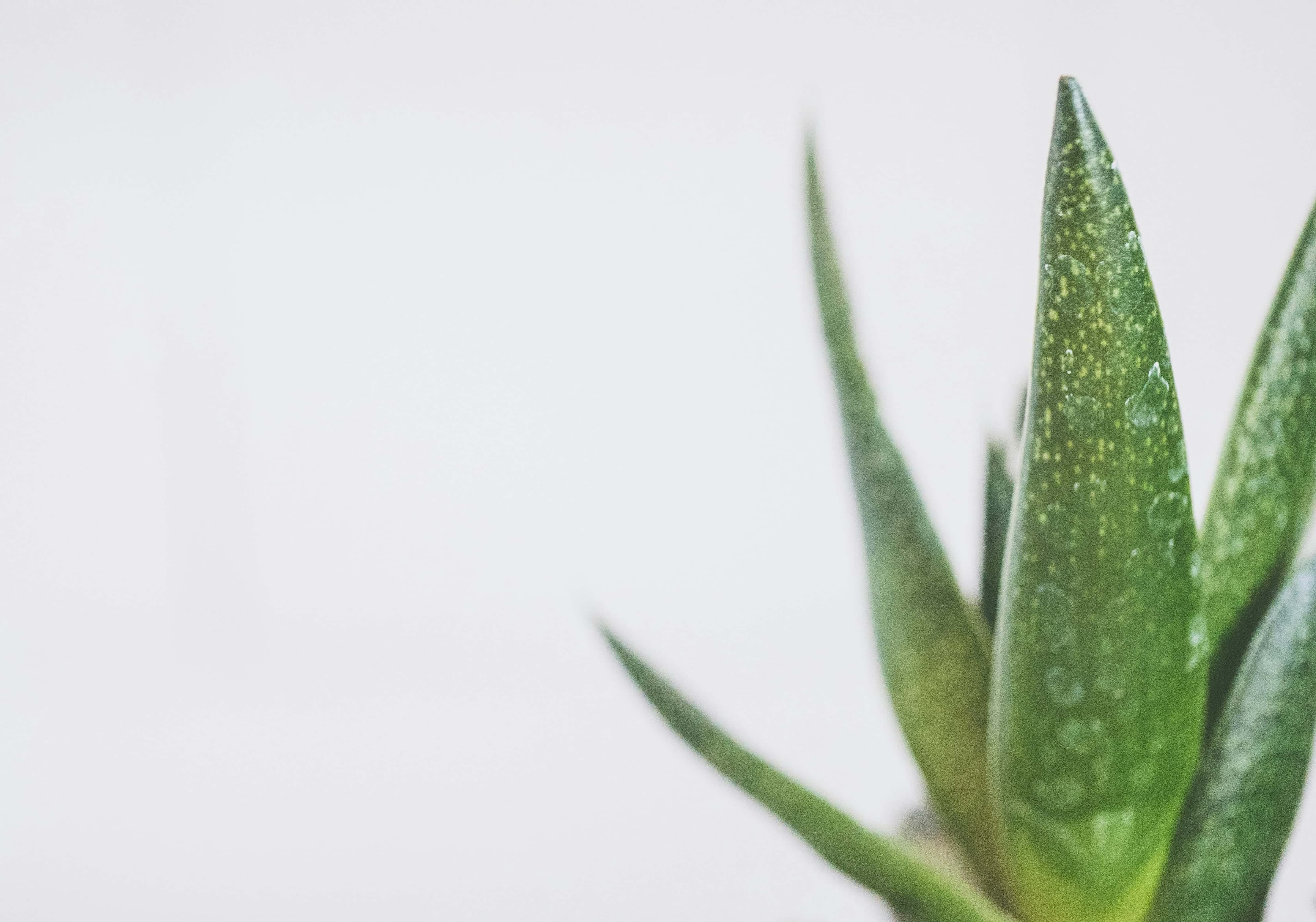 plantes